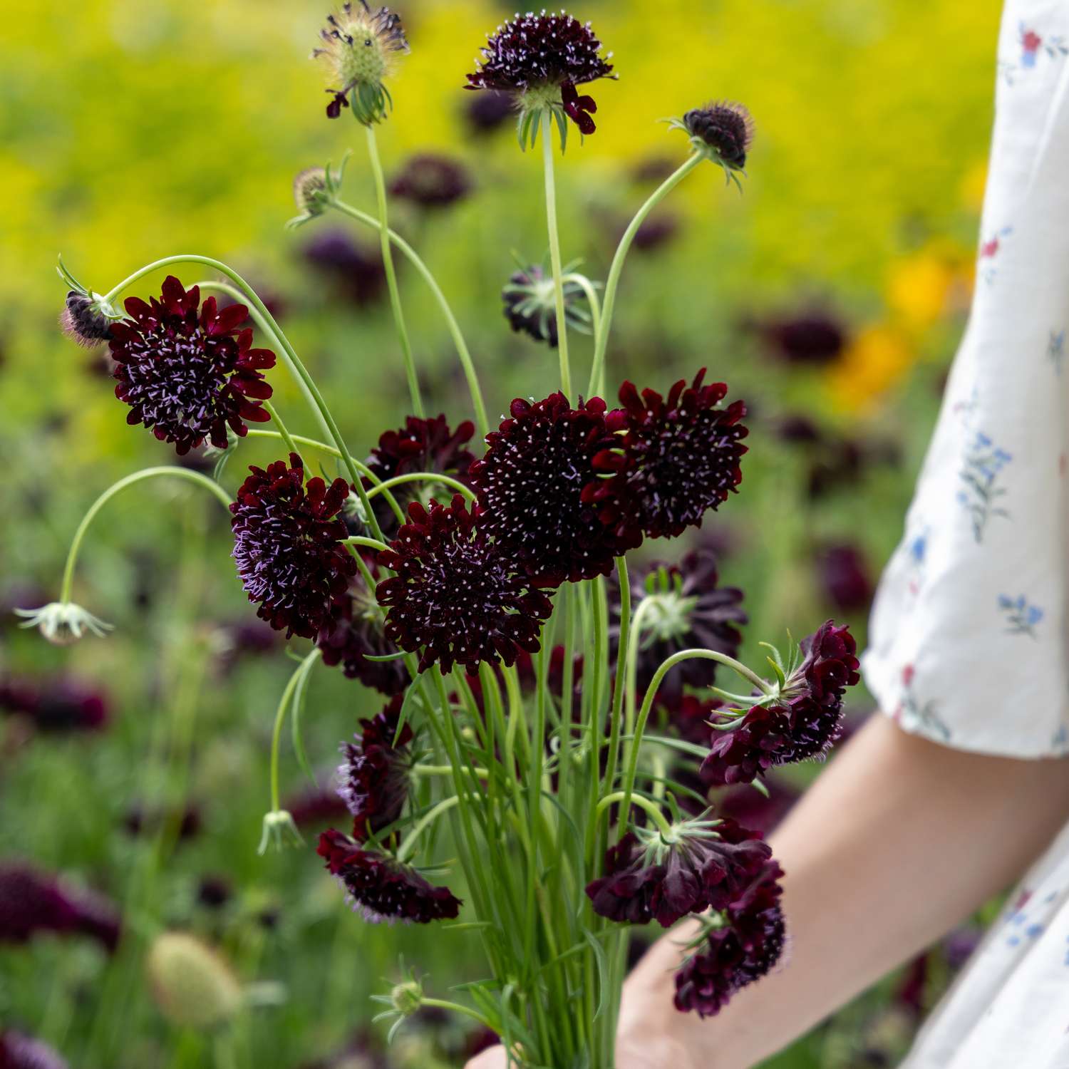 Scabieuse 'Black Knight Normal' (graines)